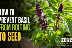 Prevent Basil from Bolting to Seed