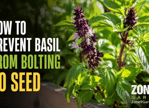 Prevent Basil from Bolting to Seed