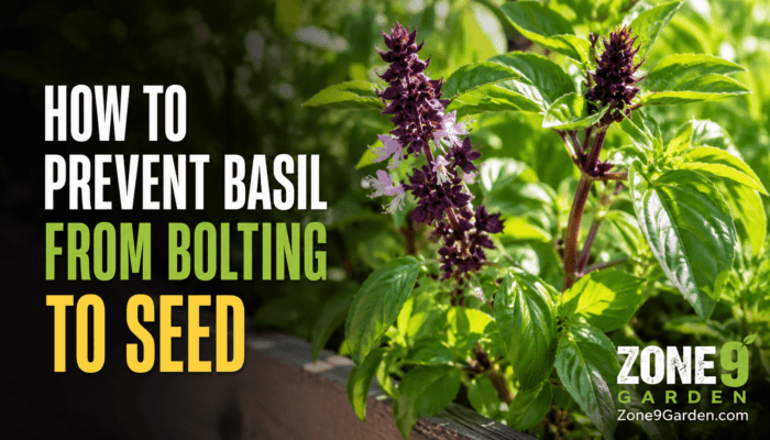 Prevent Basil from Bolting to Seed