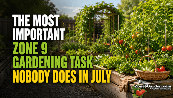 Gardening in Zone 9 in July