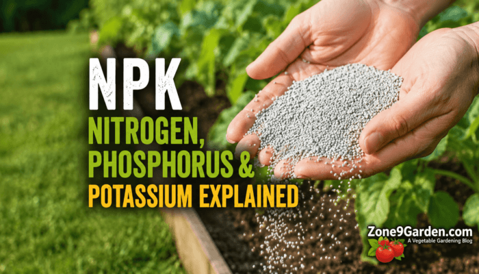 NPE Explained