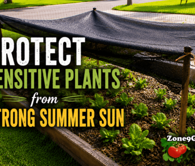 Protect Plants From Summer Sun