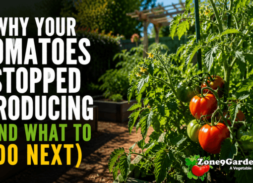Tomatoes and the Summer Heat