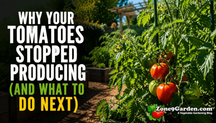Tomatoes and the Summer Heat