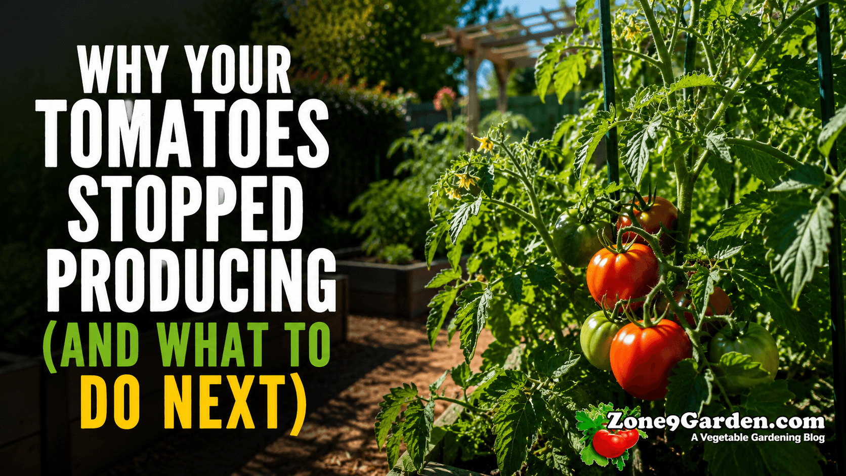 Z9G - Featured - Tomatoes and Heat | Zone 9 Garden Tomatoes and the Summer Heat