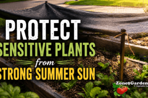 Protect Plants from Summer Sun