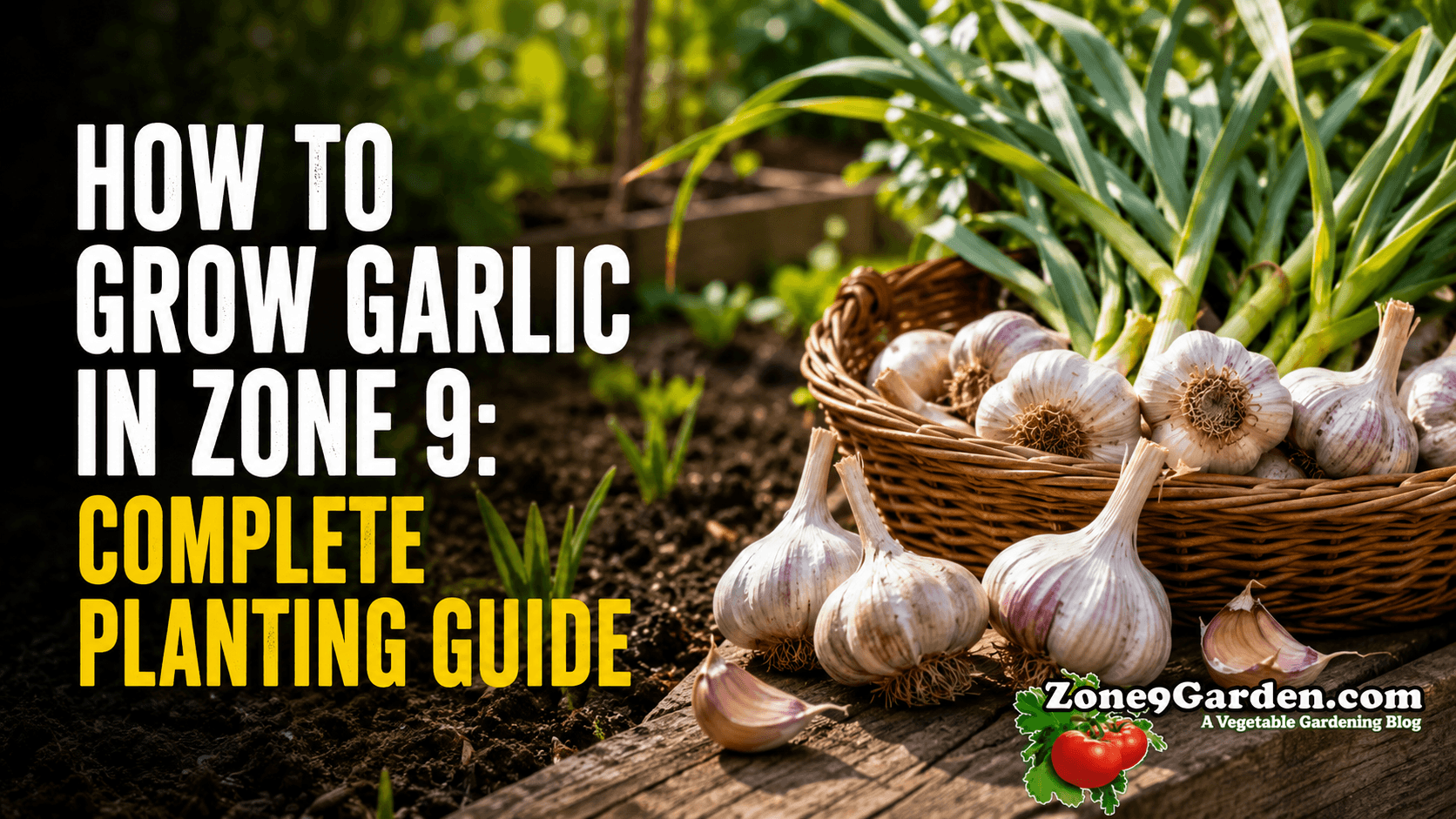 Z9G - Featured - Garlic How to | Zone 9 Garden How to Grow Garlic
