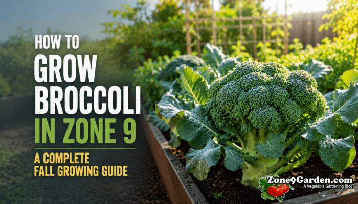 Fall Broccolli in Zone 9