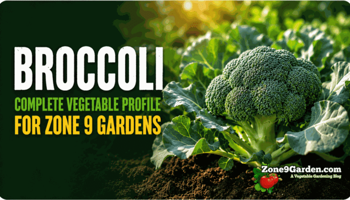 Zone 9 Broccoli Profile