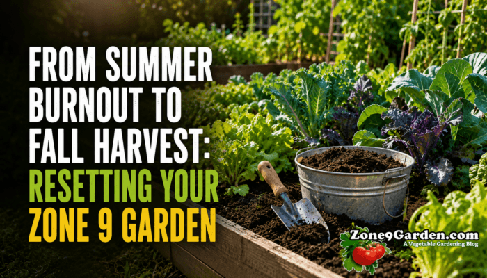 Summer to Fall Transition for Zone 9