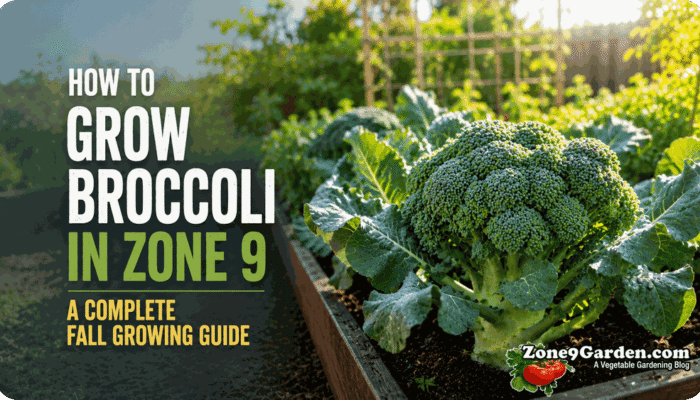 How to Grow Broccoli in Zone 9