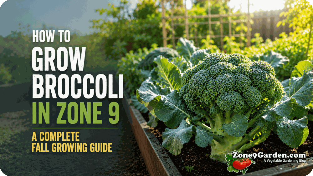 How to Grow Broccoli in Zone 9 | Zone 9 Garden How to Grow Broccoli in Zone 9