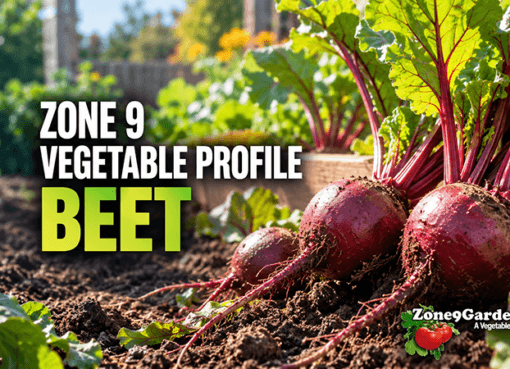 Zone 9 Profile - Beets