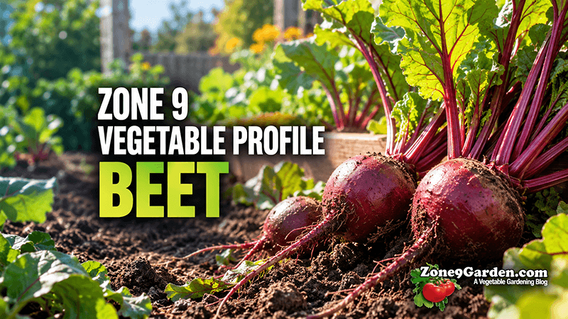 Zone 9 Profile - Beets | Zone 9 Garden Zone 9 Profile - Beets