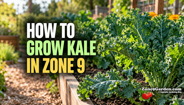 How to Grow Kale in Zone 9