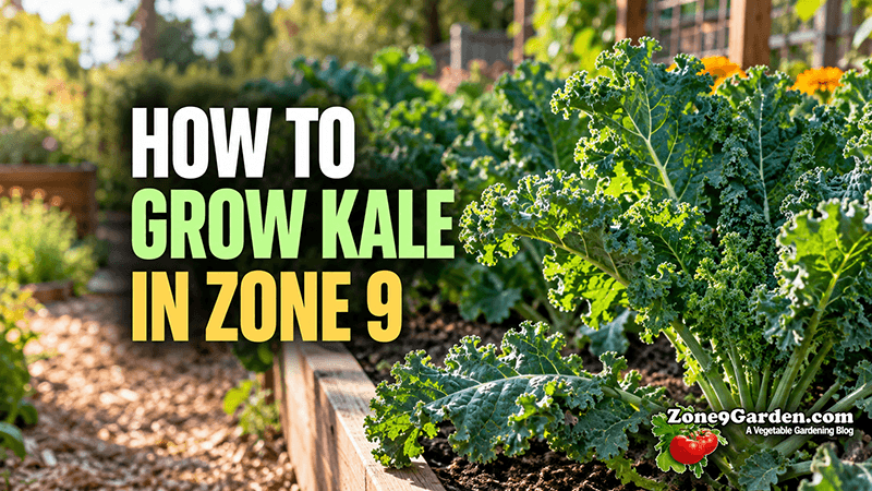 How to Grow Kale in Zone 9 | Zone 9 Garden How to Grow Kale in Zone 9