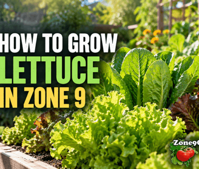 How to Grow Lettuce in Zone 9
