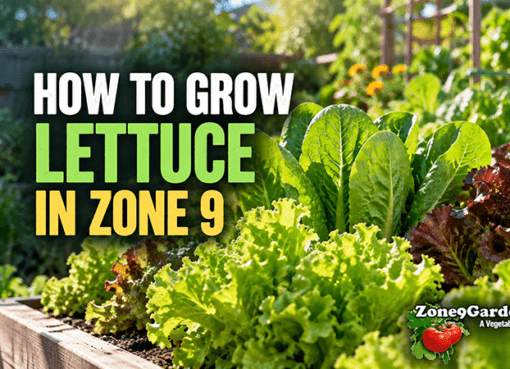 How to Grow Lettuce in Zone 9