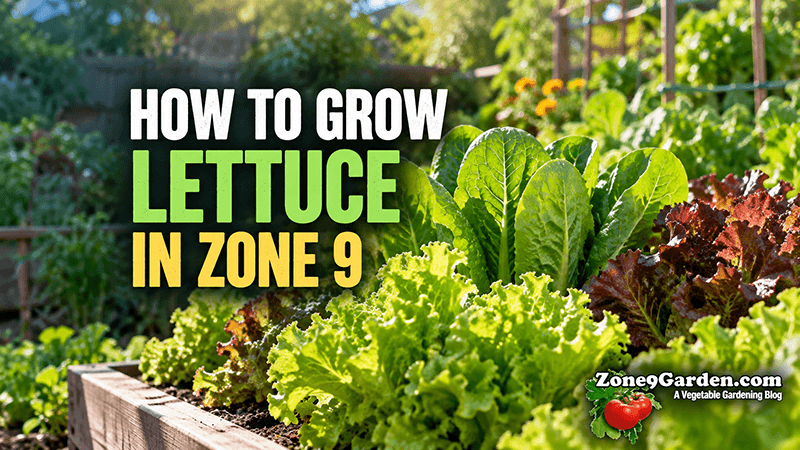 How to Grow Lettuce in Zone 9 | Zone 9 Garden How to Grow Lettuce in Zone 9