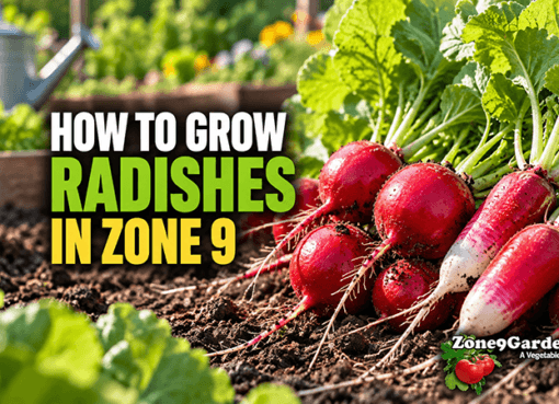 How to Grow Radishes in Zone 9