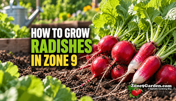 How to Grow Radishes in Zone 9