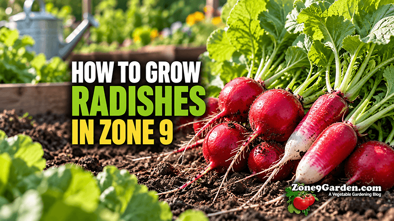 How to Grow Radishes in Zone 9