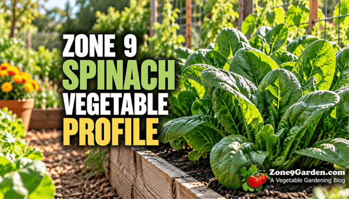 Zone 9 Profile - Spinach