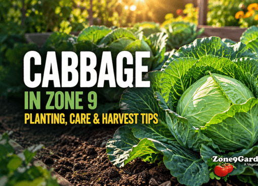 Zone 9 Cabbage Profile