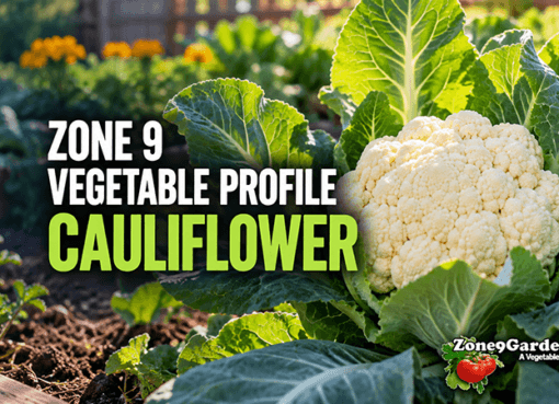 Cauliflower growing in a garden with bold overlay text reading 'ZONE 9 VEGETABLE PROFILE CAULIFLOWER' and a ZoneGarden logo in the corner.