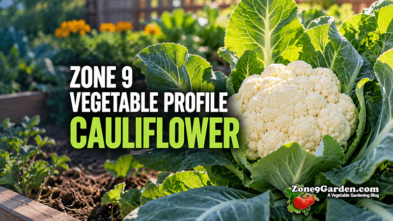 Cauliflower Zone 9 profile | Zone 9 Garden Cauliflower growing in a garden with bold overlay text reading 'ZONE 9 VEGETABLE PROFILE CAULIFLOWER' and a ZoneGarden logo in the corner.