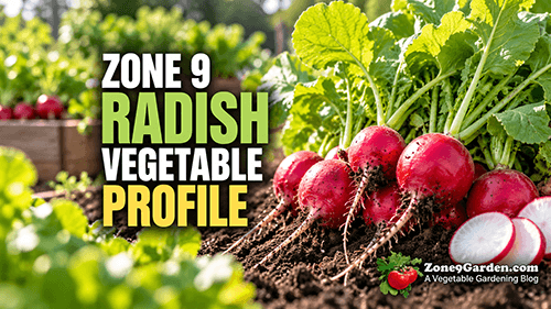 Radishes in soil with green tops and bold text reading Zone 9 Radish Vegetable Profile: informative banner image for a gardening blog.