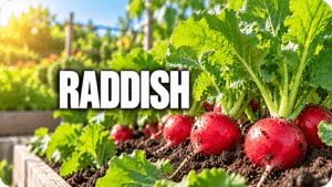 Radish Profile