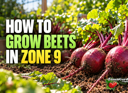 How to Grow Beets in Zone 9