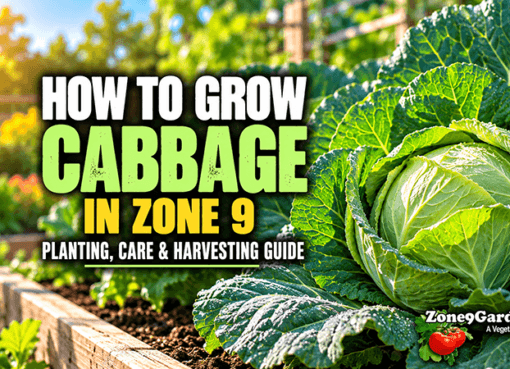 How to Grow Cabbage