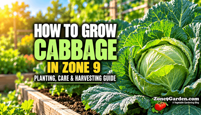 How to Grow Cabbage