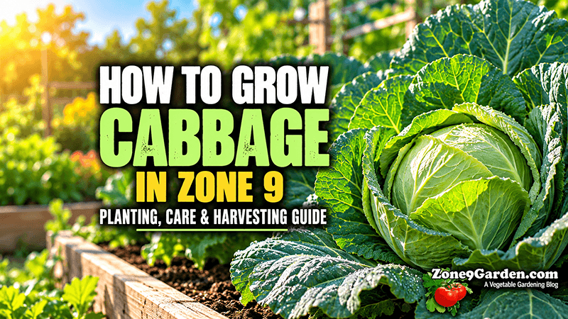 How to Grow Cabbage | Zone 9 Garden How to Grow Cabbage