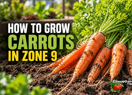 How to Grow Carrots in Zone 9