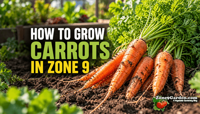 How to Grow Carrots in Zone 9