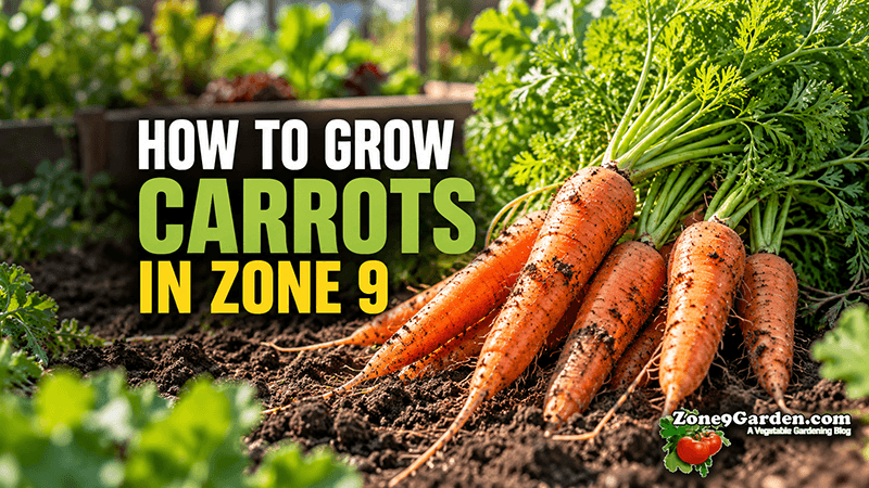How to Grow Carrots in Zone 9