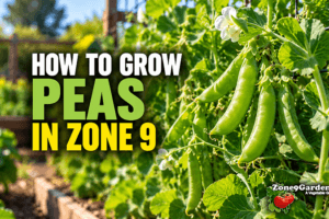 How to Grow Peas in Zone 9