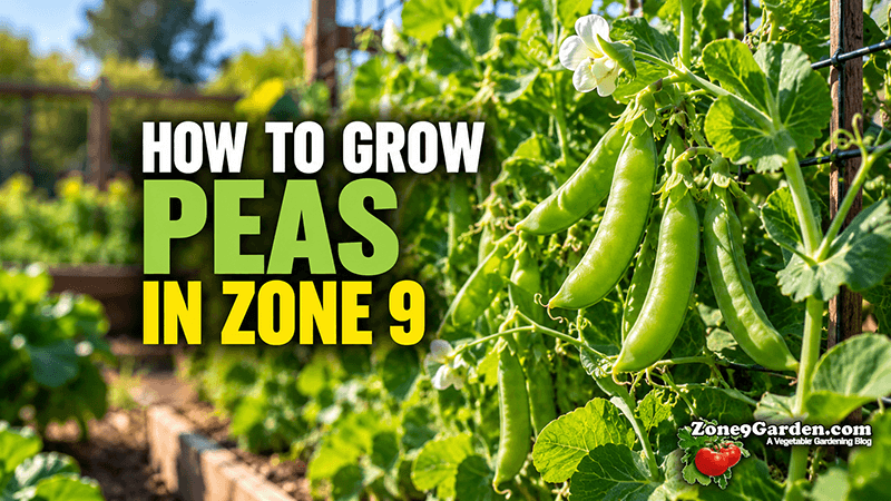 How to Grow Peas in Zone 9 | Zone 9 Garden How to Grow Peas in Zone 9