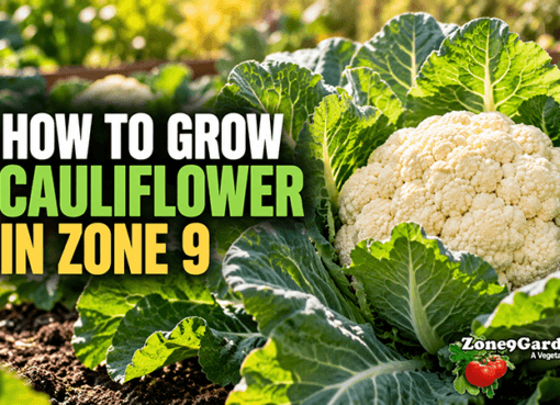How to Grow Cauliflower in Zone 9