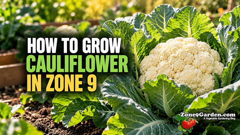 How to Grow Cauliflower in Zone 9 | Zone 9 Garden How to Grow Cauliflower in Zone 9