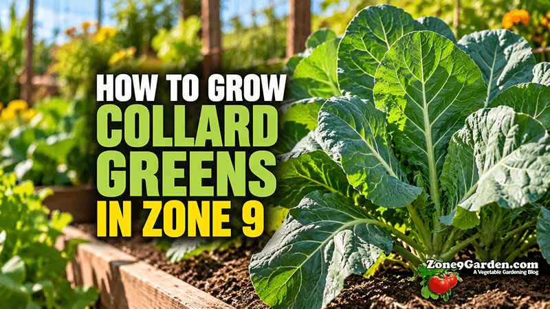 Healthy collard greens growing in a Zone 9 winter vegetable garden. | Zone 9 Garden Healthy collard greens growing in a Zone 9 winter vegetable garden.