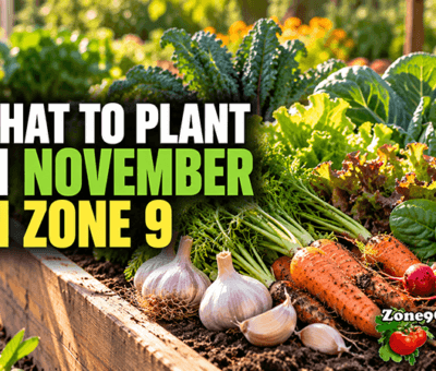 Zone 9 November Planting Guide